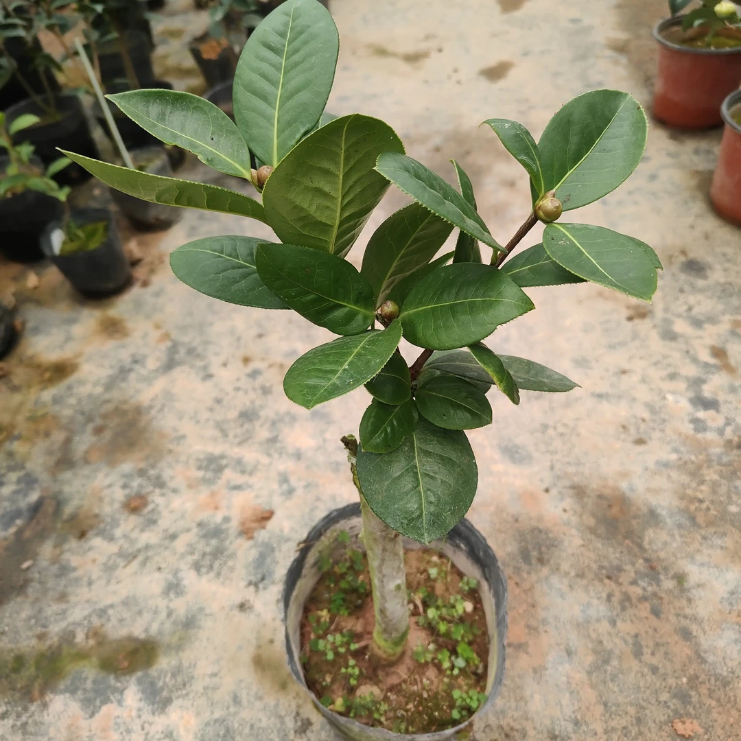 云茶恨天高绿植盆栽山茶花对版发货临时灵活拍链接