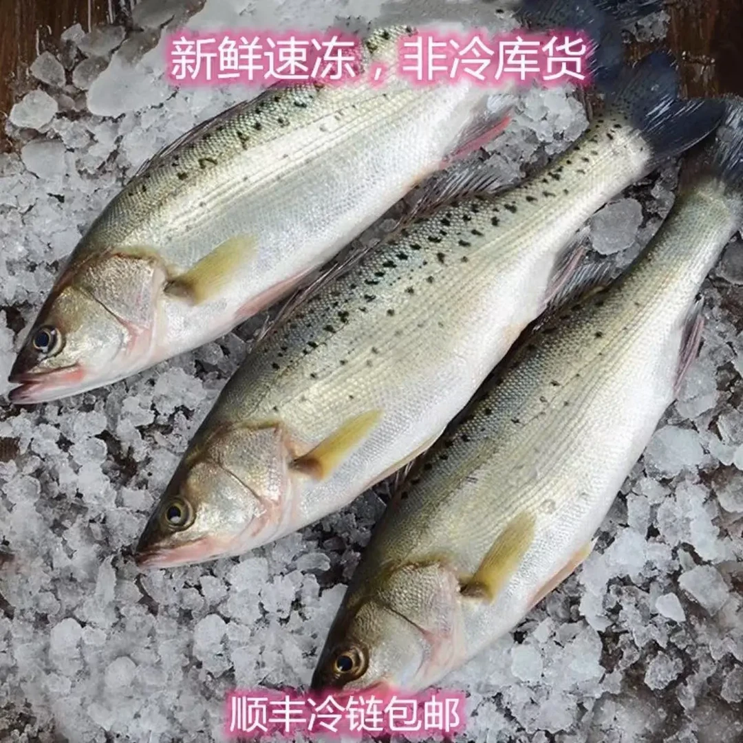 新鲜海鲈鱼 深海花鲈鲜活水产 锁鲜 1.1-1.3斤/条 到手4大条