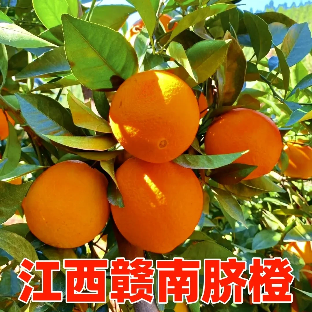 【次日达】11.18正宗赣南脐橙核心产区皮薄香甜多汁脐橙橙子赣南脐橙顺丰包邮江西省