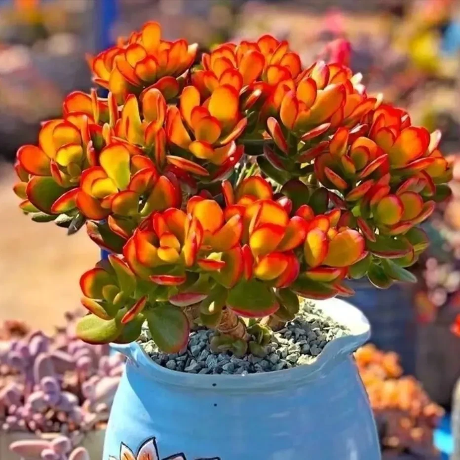 摇钱树 带盆带土发货 喜阳耐旱 新手好养 多肉植物