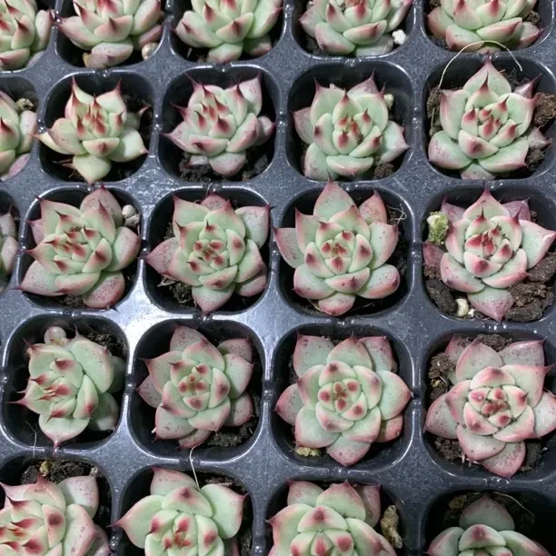 托斯卡内利 满10颗包邮 室内好养的多肉植物适合办公室阳台