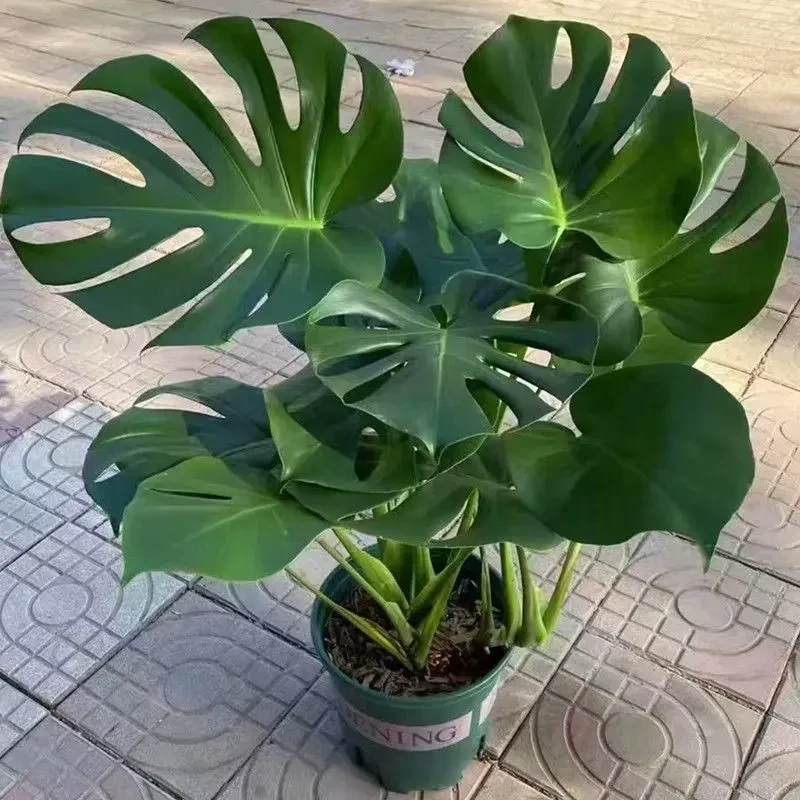 特价龟背竹大叶开背盆栽室内客厅绿植土培水培四季常青净化空气