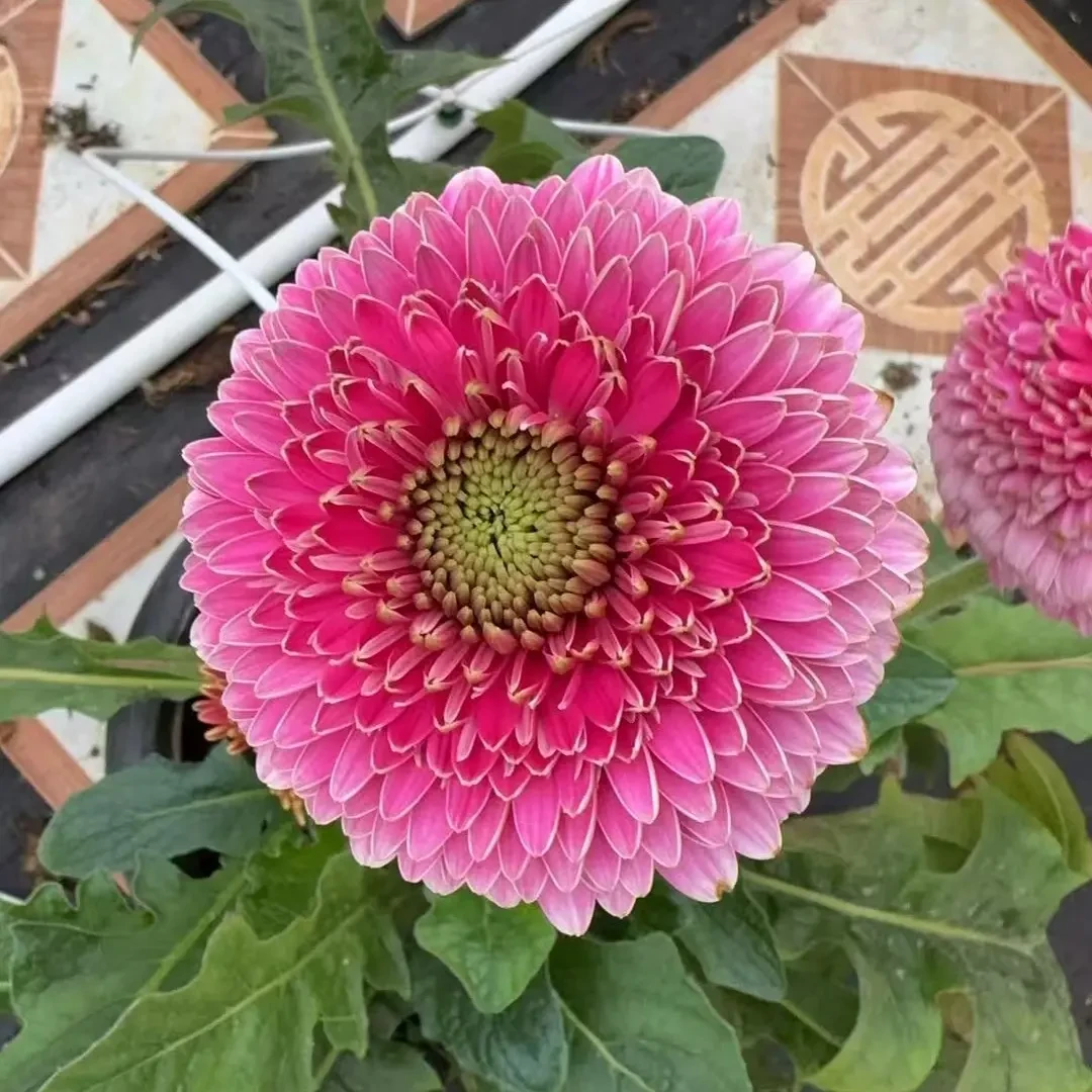 【2加仑波士顿】新品高杆菊花盆栽耐热耐寒庭院阳台易爆花