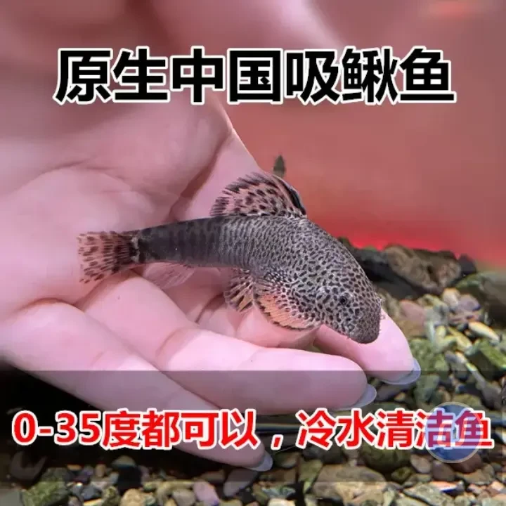双吸盘清洁工原生吸鳅工具鱼冷水鱼原生鱼吃残渣擦玻璃