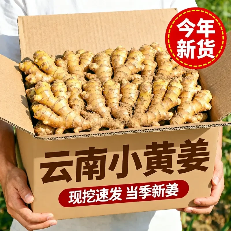 【批发价格】云南小黄姜现挖仔姜新姜月子姜农家高山种植辛辣无比3