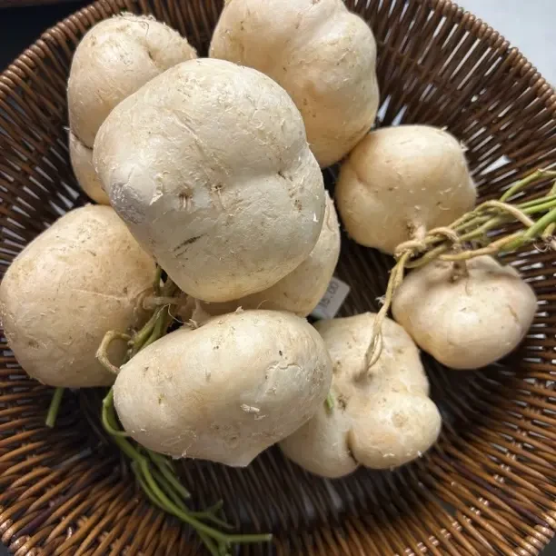 新鲜地萝卜当季凉薯地瓜白瓜土瓜沙葛新鲜美味