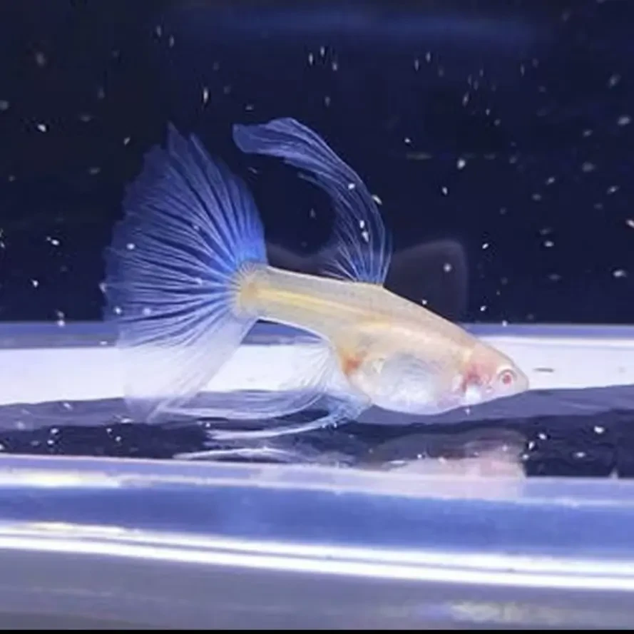 纯种精品贵族孔雀鱼 高端凤尾鱼： 蓝白 蓝草 鸿运当头 缎带大C