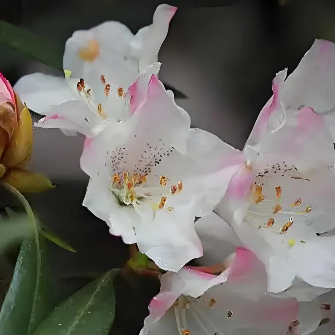 各类老桩福利款，一物一拍，叫到名字再下单！