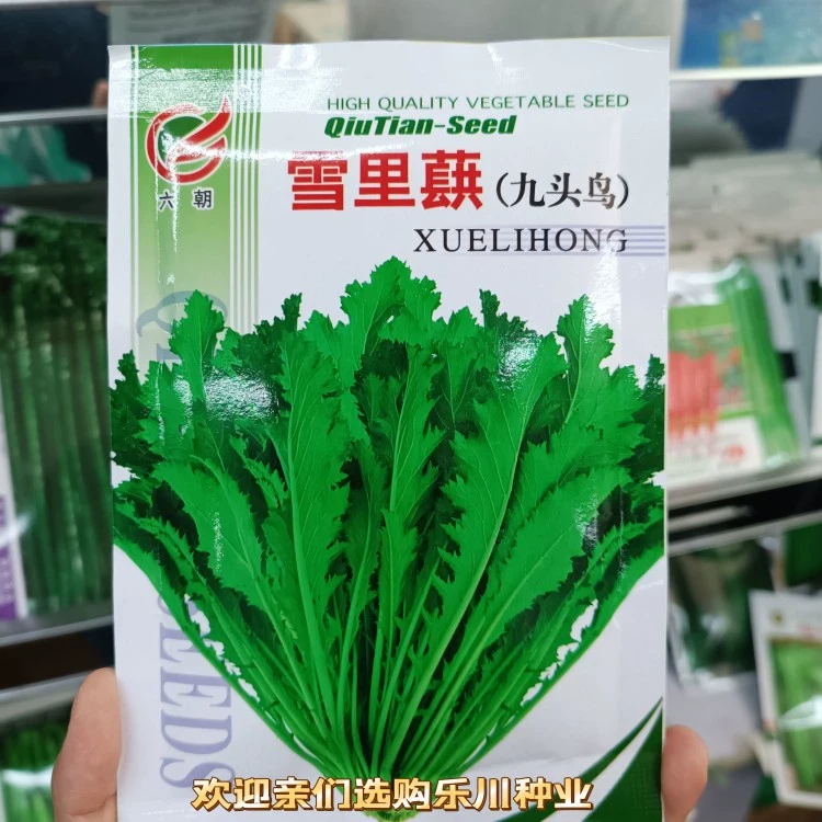 雪里蕻九头鸟菜种籽菜籽雪菜雪里红种孑春秋四季播芥菜蔬菜种籽