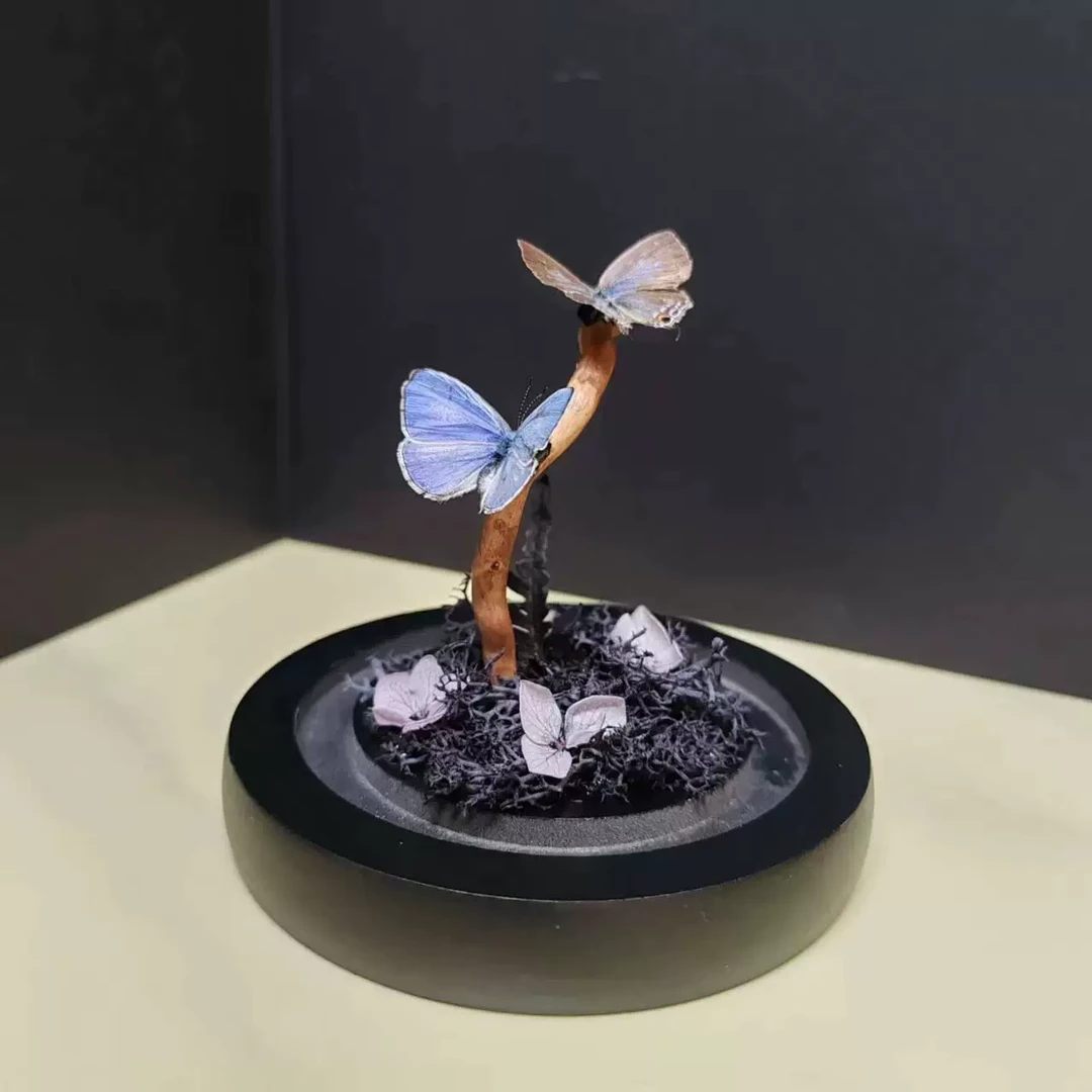 雅灰蝶标本玻璃罩迷你飞行的宝石小众收藏礼物艺术真蝴蝶摆件