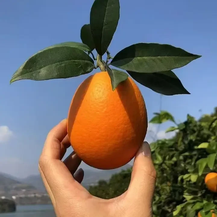 正宗奉节脐橙现摘现发产地直发新鲜水果