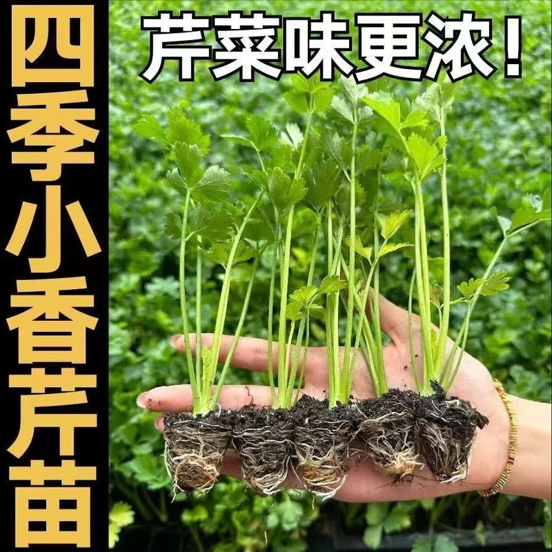 四季香芹菜苗带土秧苗带根种苗小香芹种子西芹阳台庭院蔬菜种子