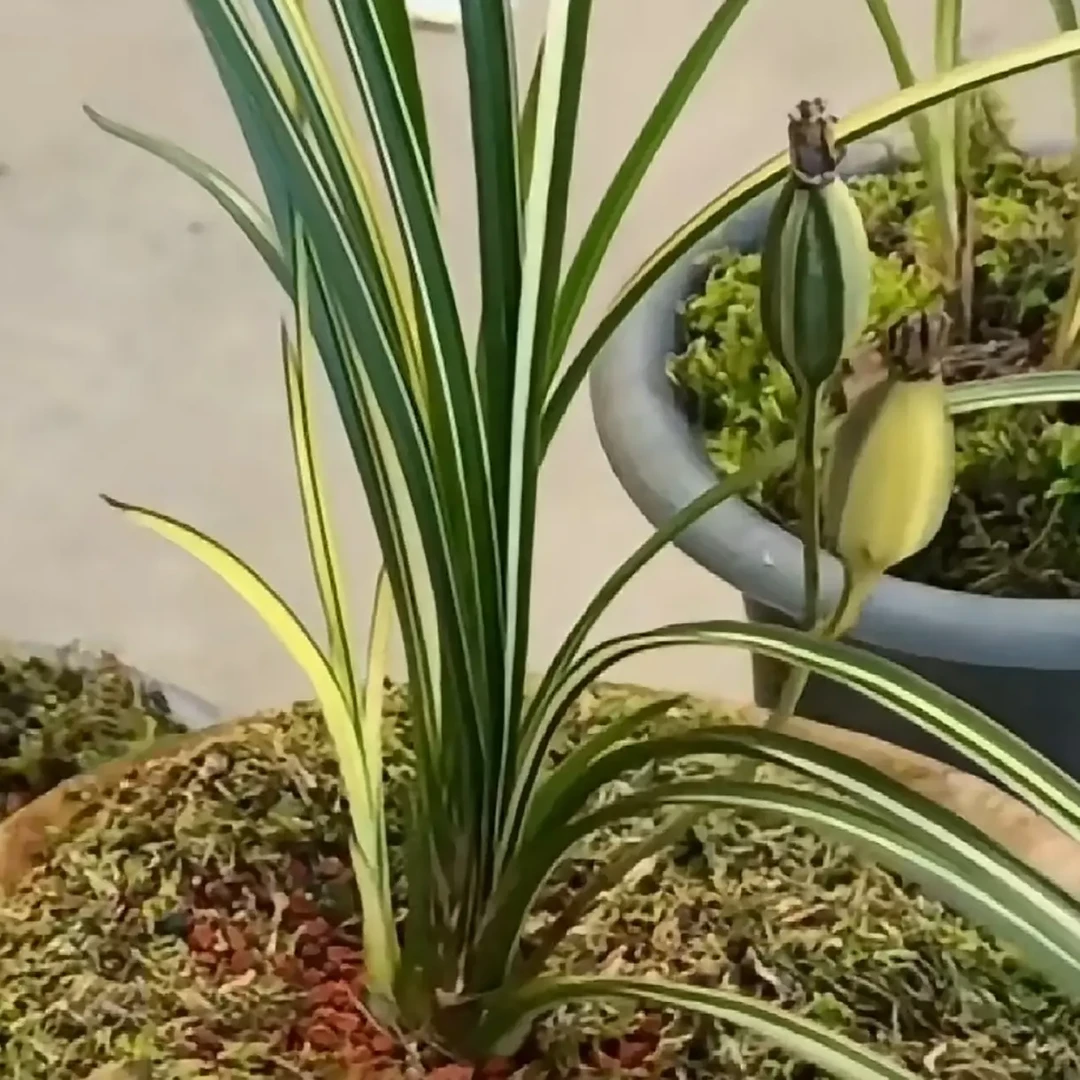 花卉盆景精品以直播间实物为准