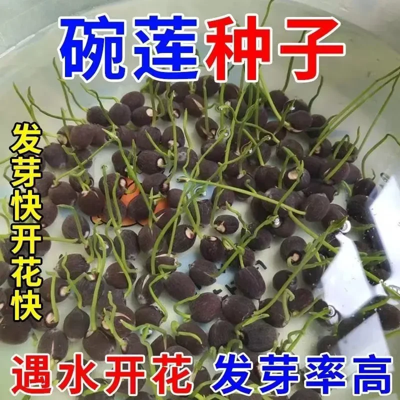 睡莲碗莲种四季开花水培水养绿植睡莲荷花无土盆栽莲子水培植物