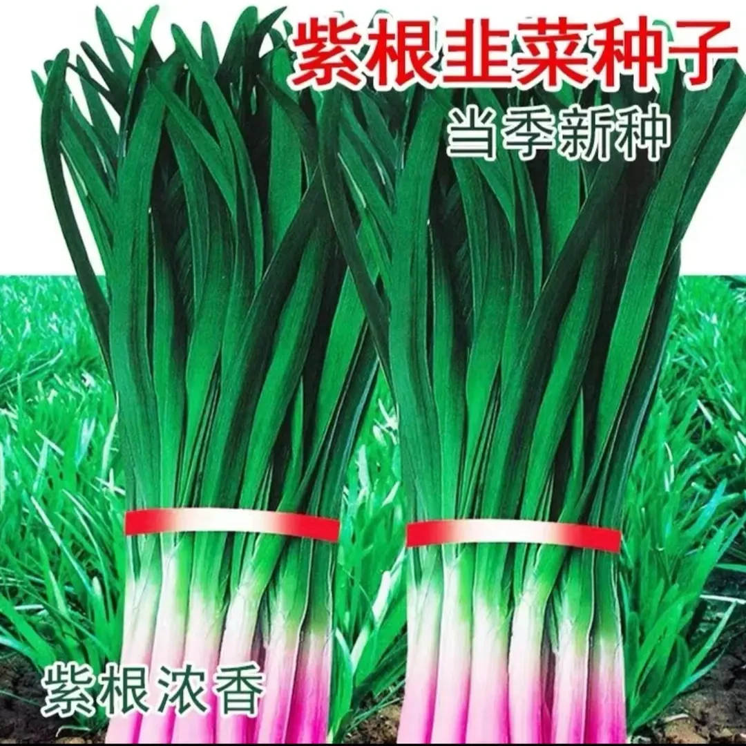 紫根韭菜种子泡沫箱小院易成活多茬采收四季种植