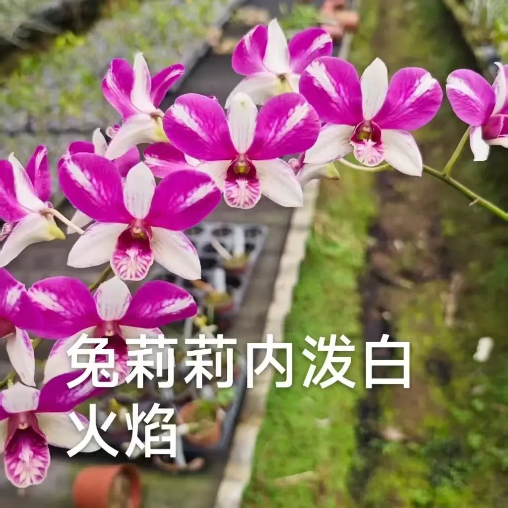 兔莉莉泼墨白火焰，大飘枝，花色包对版！