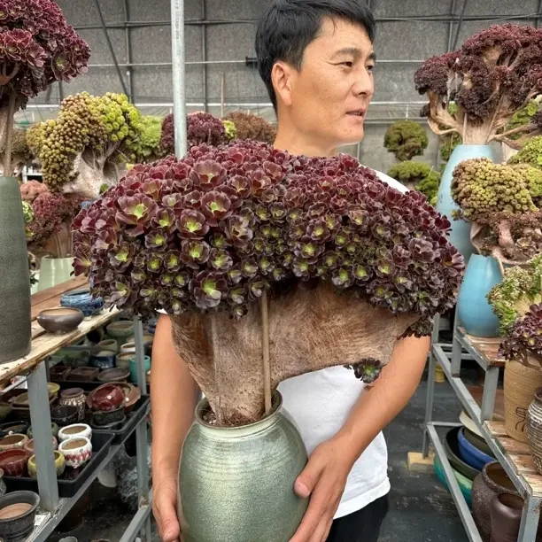 玫瑰法师缀化老桩多肉植物盆栽室内观赏不带盆土