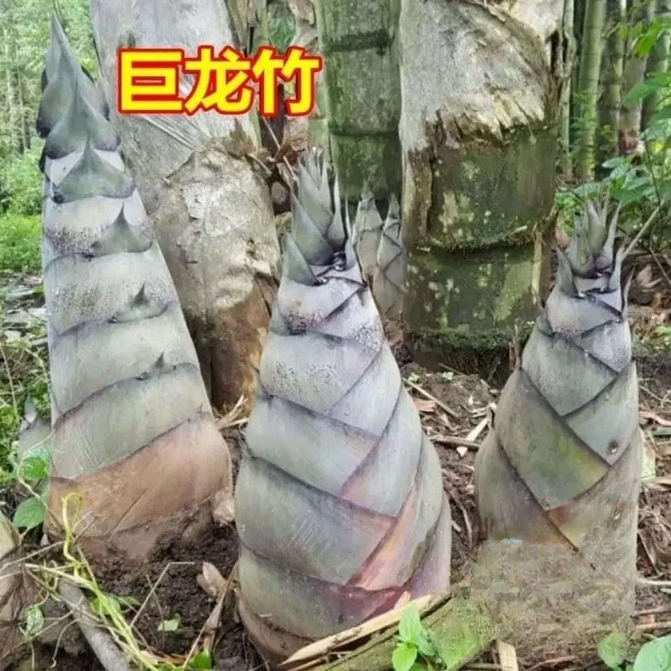 大型巨龙竹楠竹种子食用竹笋种子四季庭院室外种植巨龙竹种子