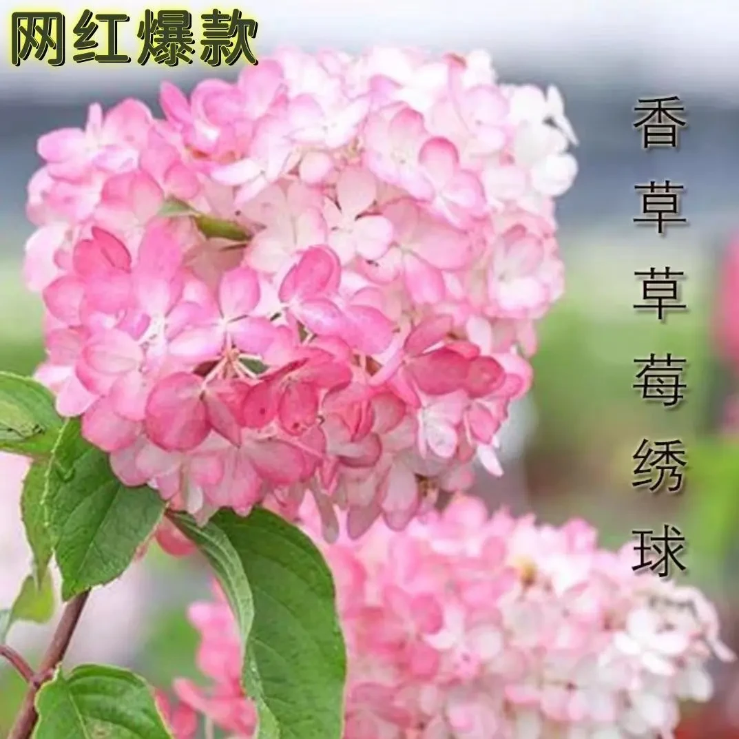 中华木绣球斗球,原生扦插苗,耐寒木本绣球植物,庭院高档主景树