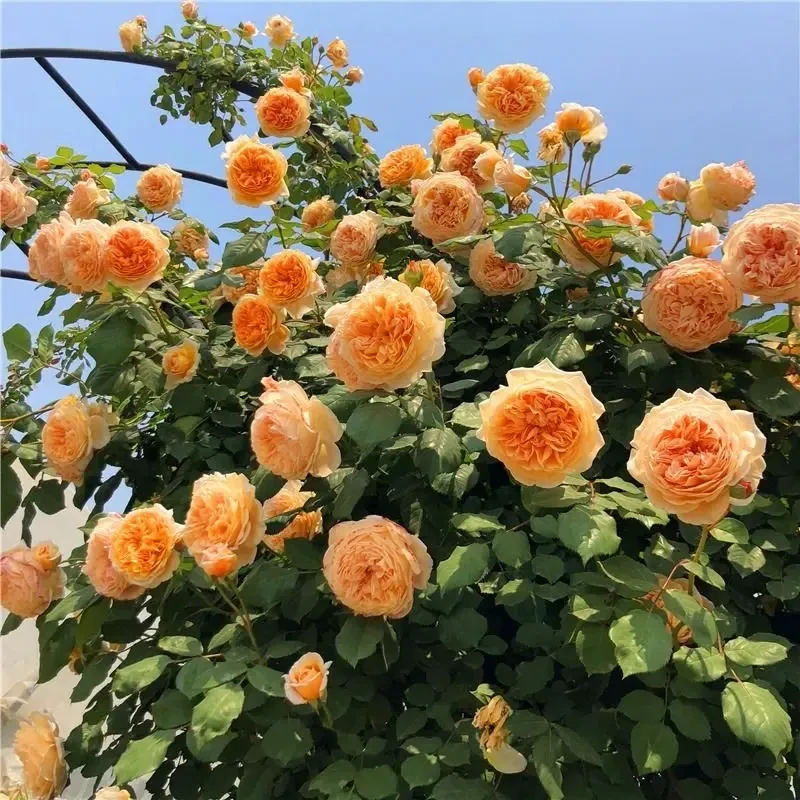 [1m-1.2m]玛格丽特王妃爬藤月季大花浓香多季节开花顺丰快递发货