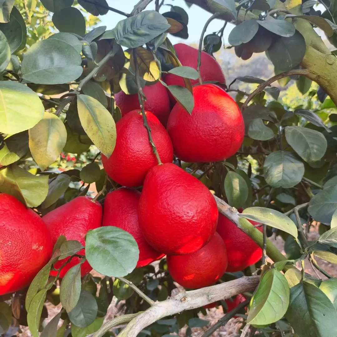 容县香水红柚新鲜红皮红肉当季水果喜庆乔迁结婚开业必备