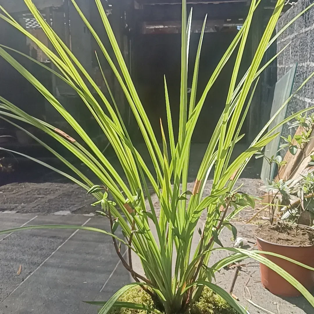 绿兰兰草盆栽多年生耐阴耐寒耐热四季常青庭院花绿植好养易活