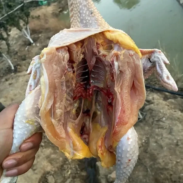 农家散养黑凤跑山鸡，整只活杀，顺丰生鲜，真空包装