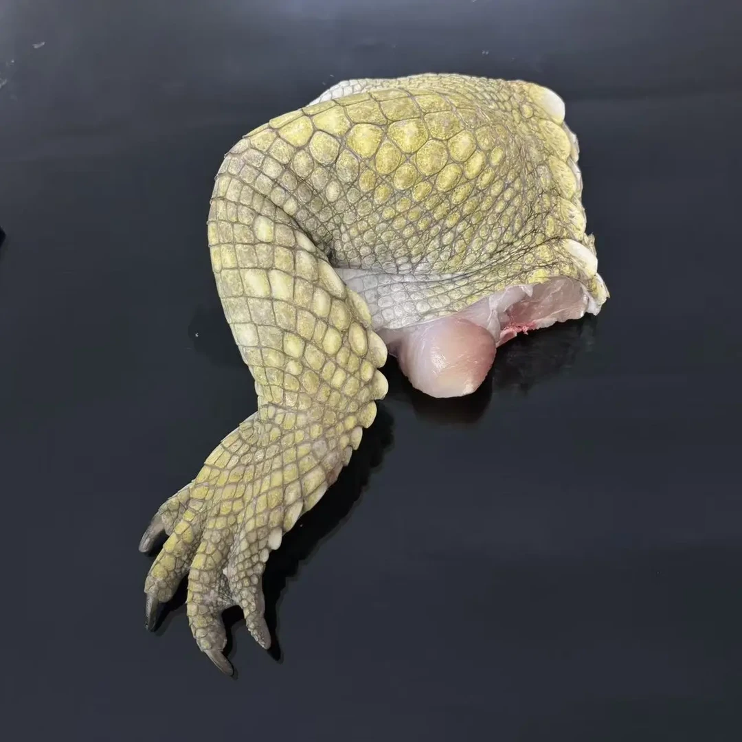 新鲜现杀人工养殖鳄鱼腿肉可用于火锅烧烤红烧