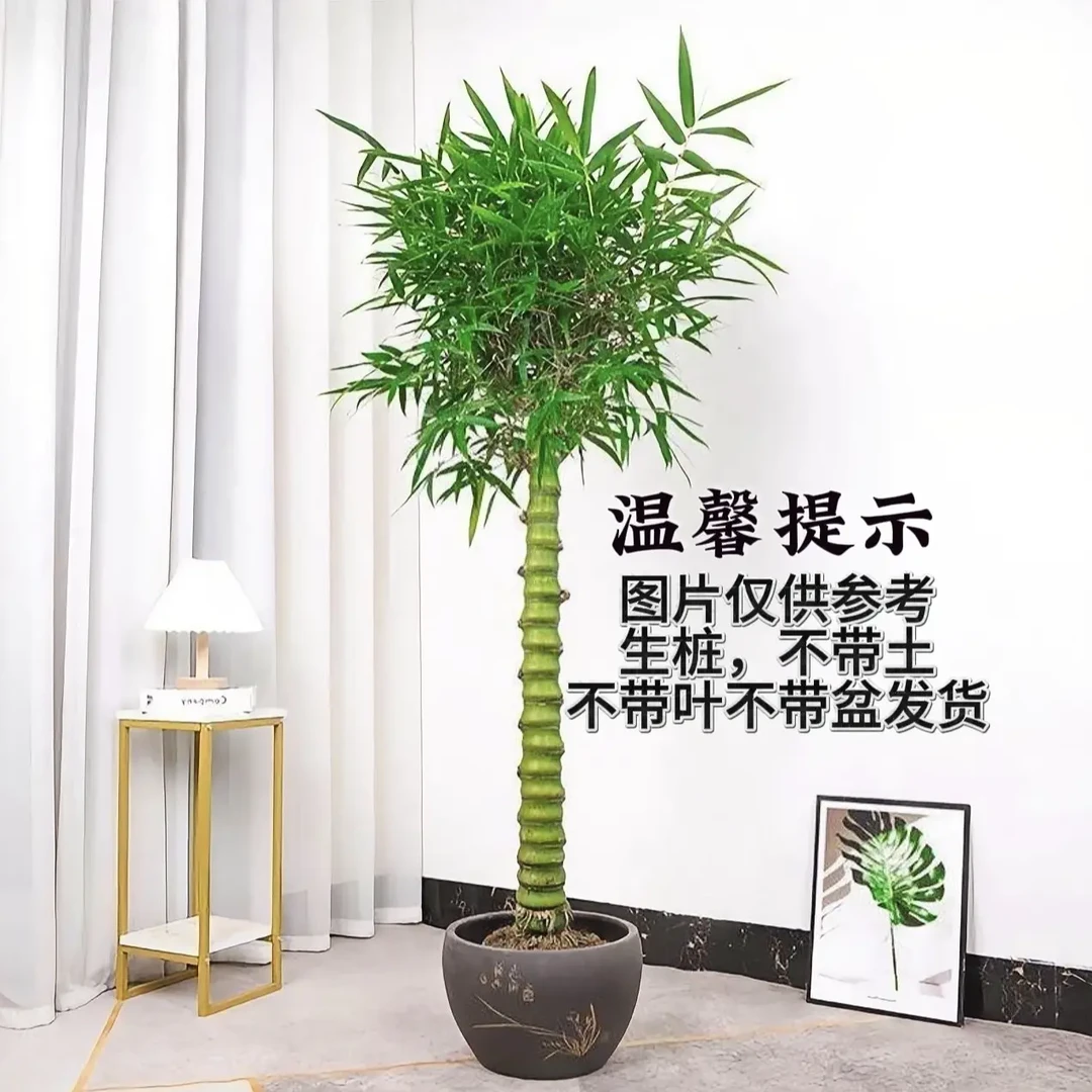 佛肚竹绿植生桩(一物一拍)观赏绿植四季常青步步高升