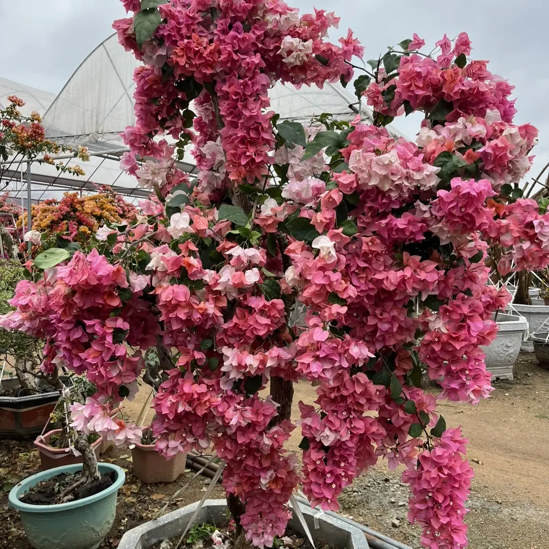三角梅盆栽庭院露台绿植爬藤好养观赏植物