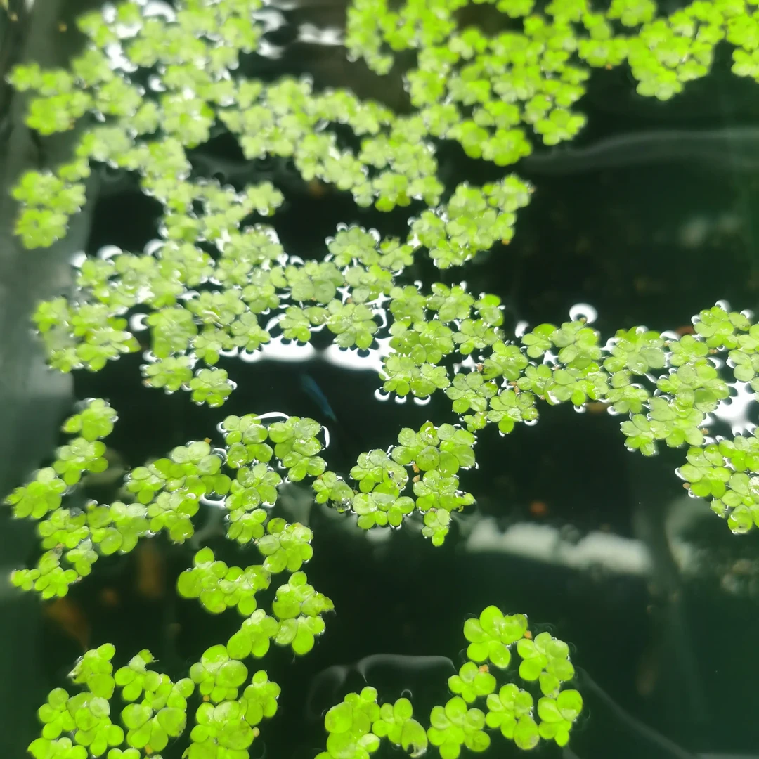 新手懒人适用高珍珠水草鱼缸造景净化水质前景草