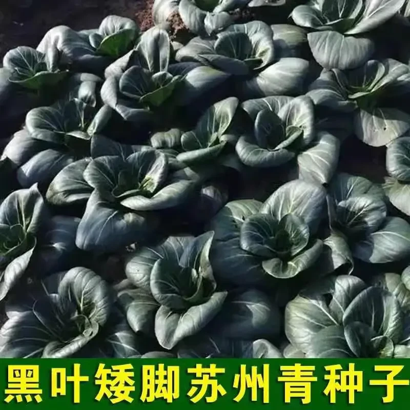 黑叶矮脚苏州青种子油菜种籽菜籽小青菜白菜蔬菜孑青梗上海青大全