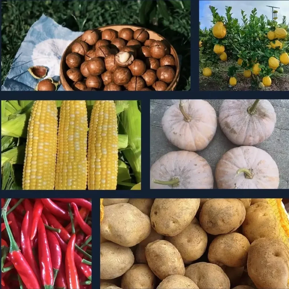 云南特产种植-下微易果