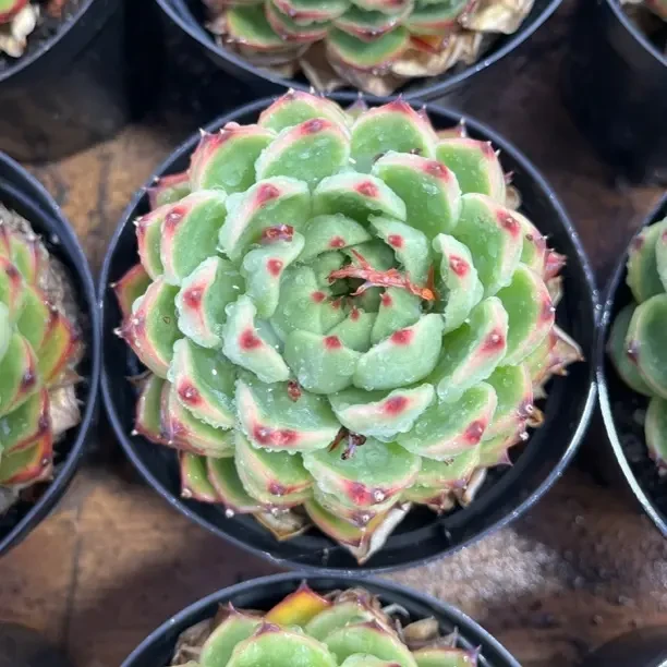 【任意下单即包邮】月亮石多肉植物盆栽脱土发，防辐射好养