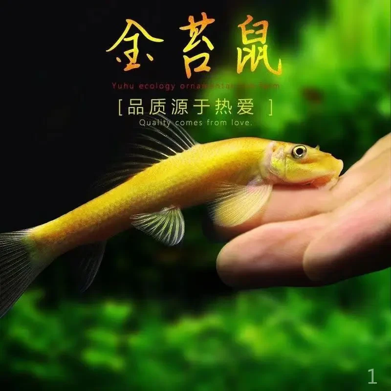 清苔鼠金苔鼠鱼热带观赏鱼清道夫鼠鱼鱼缸除藻鱼清洁鱼活鱼工具鱼