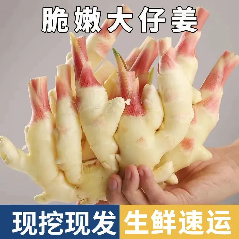 嫩姜姜仔黄姜新鲜鲜嫩正宗生姜批发农家鲜姜现挖自种姜芽当季蔬菜