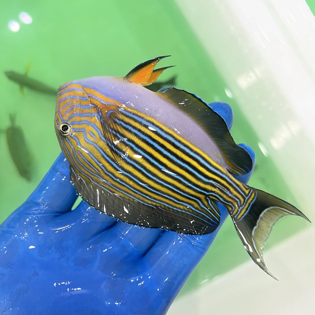 七彩神仙鱼观赏鱼淡水鱼活体包邮包损