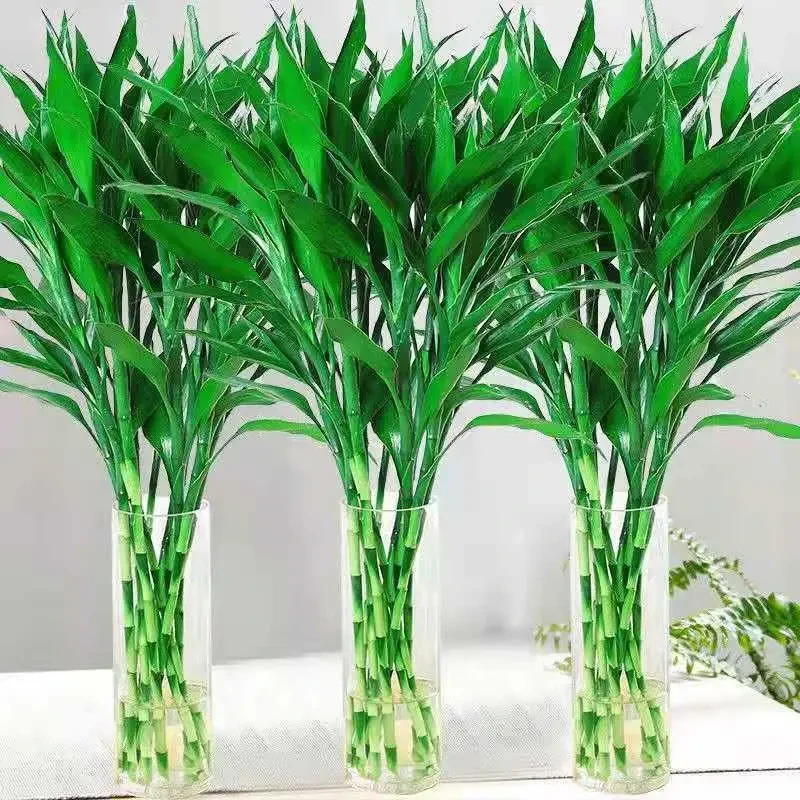富贵竹水培植物竹子绿植盆景室内盆栽净化空气四季富贵竹水养