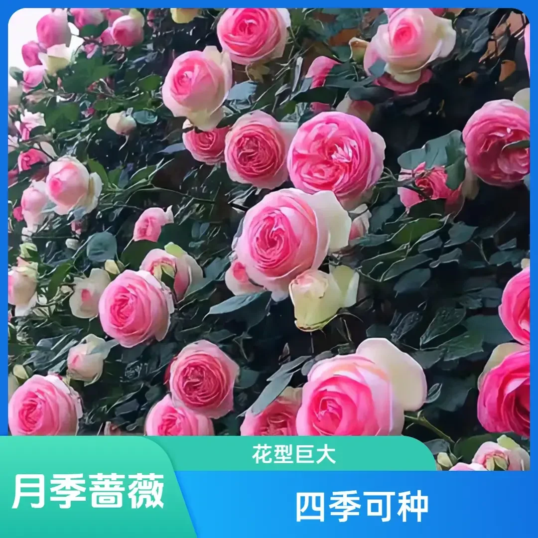 饱满优爬墙月季蔷薇花种景观盆栽组合巨大花型家里夏日露天鲜艳