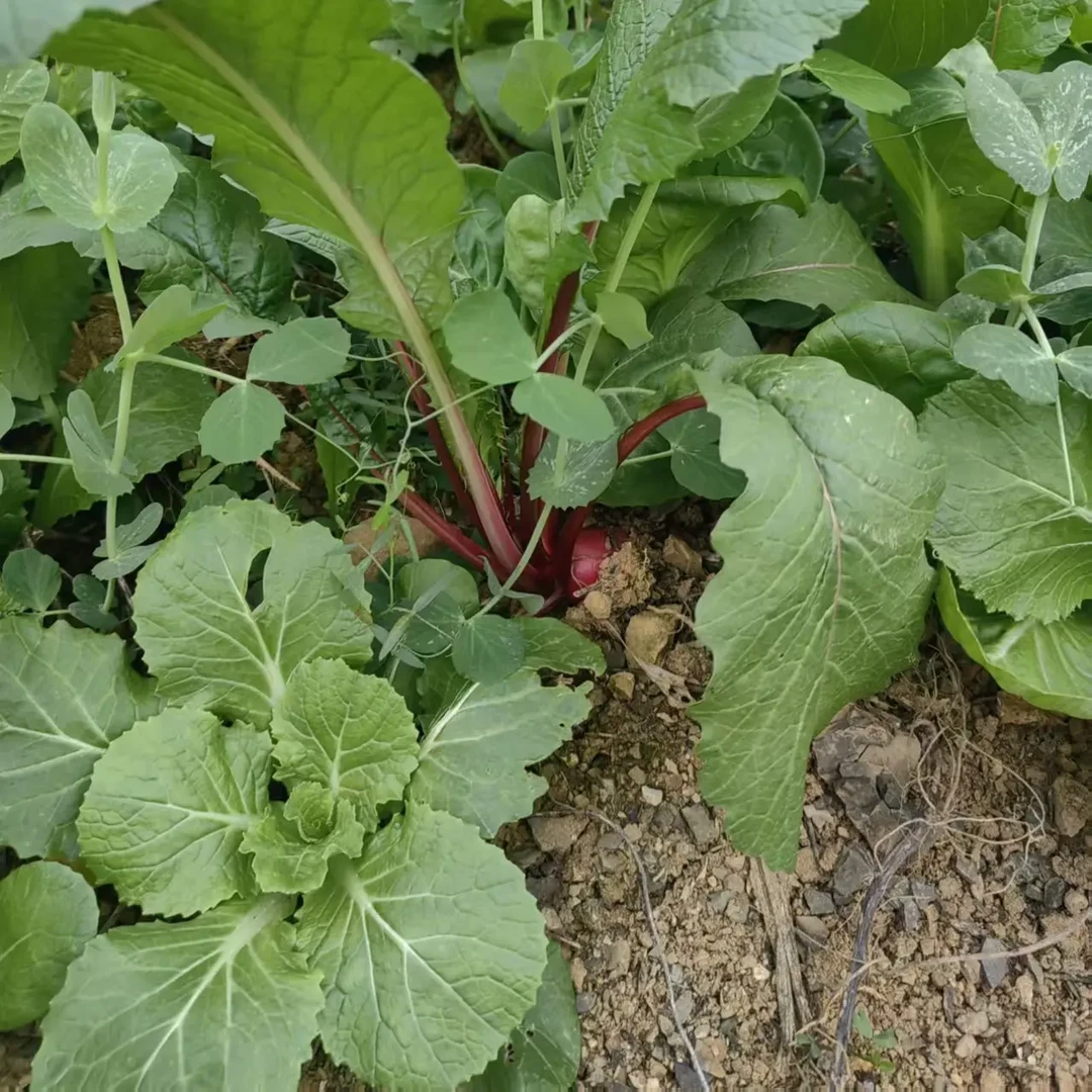 贵州农家露天自种新鲜现摘萝卜菜下饭开胃菜爽脆可口时令菜