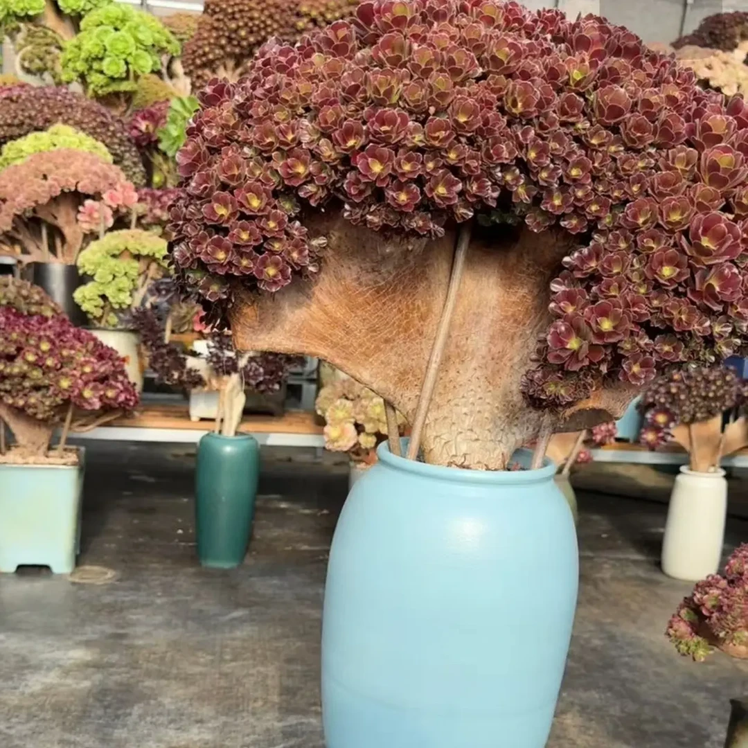 欧紫法师缀化老桩多肉植物盆栽园艺花卉不带盆土室内观赏