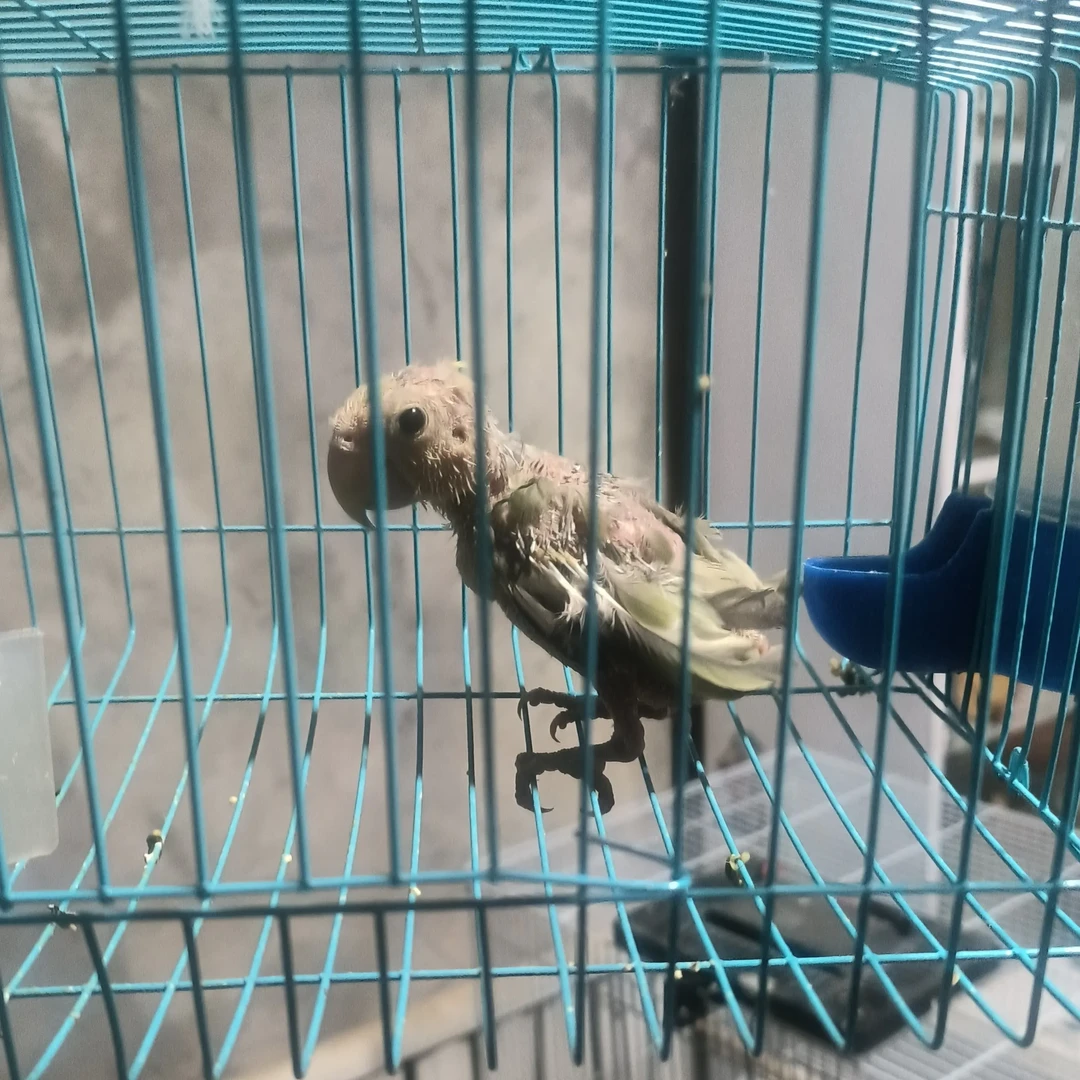 秃毛牡丹一只可繁殖适合家养观赏宠物鸟
