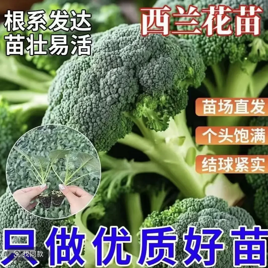 西兰花苗有机西兰花苗带土秧苗绿色花菜花椰菜户外抗寒冬季易成活