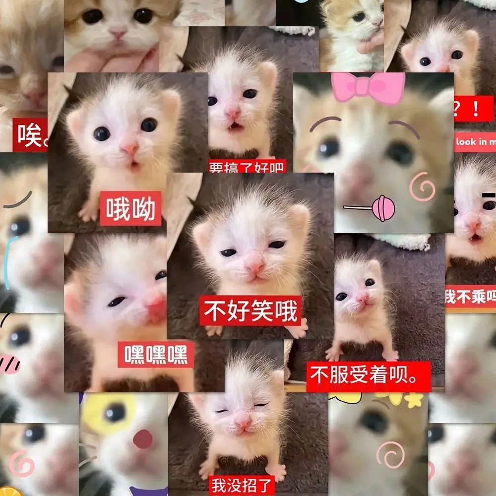 500张哈基米搞笑表情包贴纸低脂小猫可爱抽象手账桌面装饰贴画