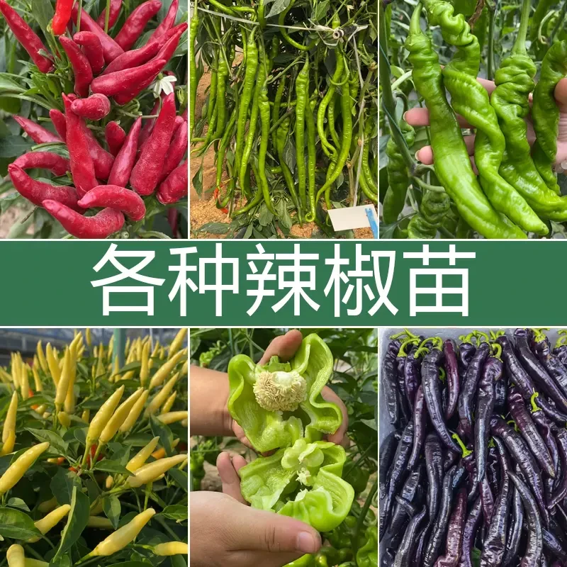 山东寿光苗场直发 辣椒苗带土发货 朝天椒菜苗尖椒蔬菜苗蔬菜秧苗