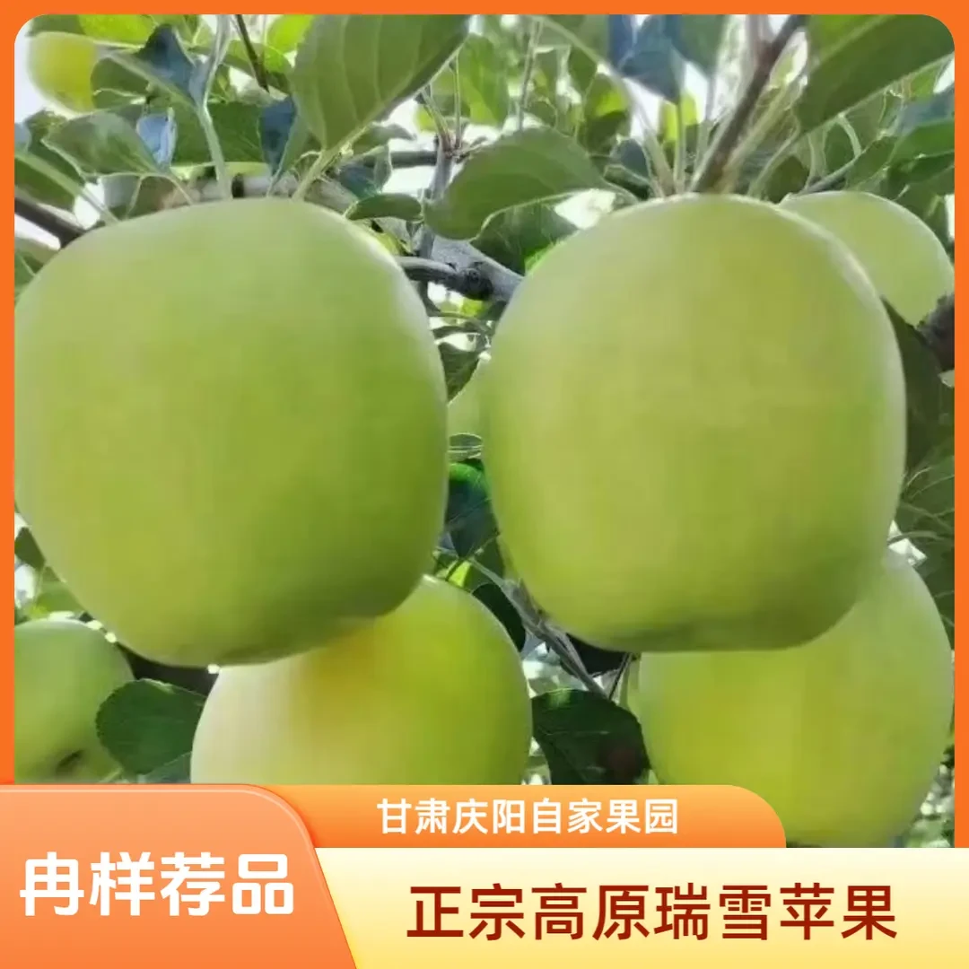 冉样正宗甘肃庆阳“瑞雪”脆甜多汁香味产地直发爆甜鲜水果