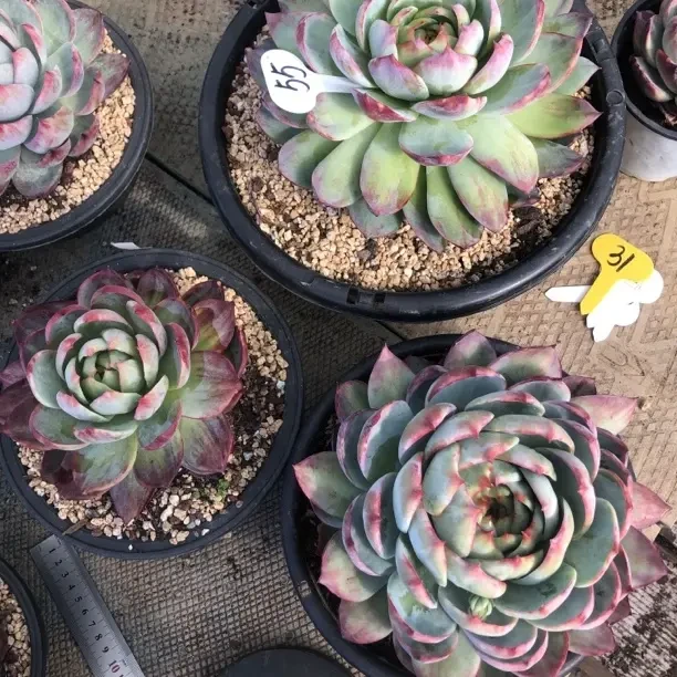 侧影多肉植物云南基地直发新手好养阳台绿植盆栽易活