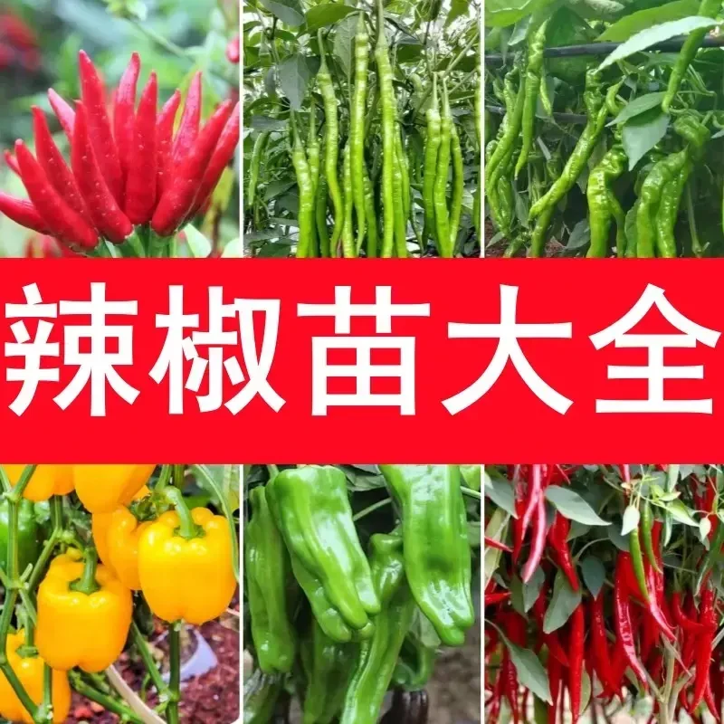 辣椒蔬菜苗大全辣椒苗秧苗高产四季种植盆栽室内带土发货苗场直发