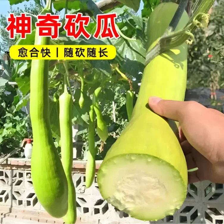 砍瓜种子种籽四季巨型农家菜瓜种籽春秋冬季阳台特大爬藤蔬菜种孑