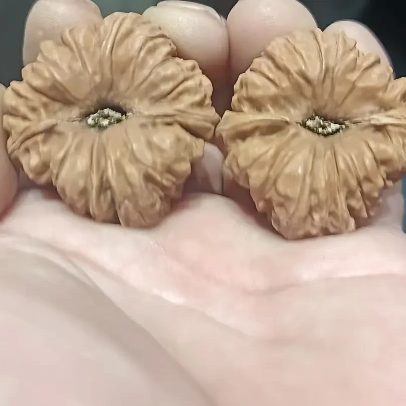 精对金龙一代南瓜墩文玩核桃干刷打底好高抛麻核桃男女款手把件